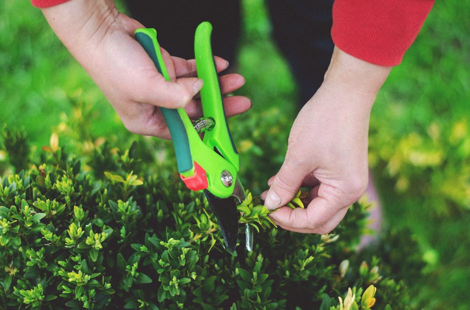 Close-up of a gardener's hands pruning a dense, neatly trimmed hedge with small, vibrant green leaves using specialized garden shears featuring green and black handles. One hand holds the shears carefully while the other steadies a branch, demonstrating precise hedge trimming in a well-maintained garden. The background reveals a lush, green lawn with a clear pathway and additional garden beds, suggesting an organized outdoor space for landscaping work. The scene is captured in natural daylight, highlighting the textures of fresh leaves, smooth soil, and the metallic blades of the cutting tool, reflecting attention to garden maintenance. The image represents professional hedge trimming and garden care, embodying the services offered by Gardeners Waterloo for outdoor land management.