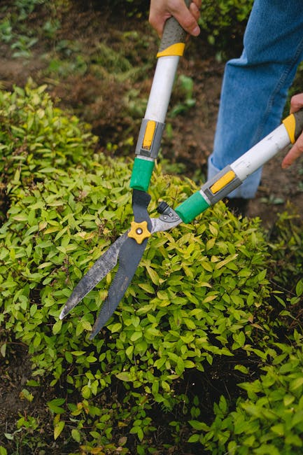 A gardener's hand holding a pair of long-handled pruning shears with yellow and green accents, trimming dense, bright green foliage in a garden bed. The scene features neat garden borders, with visible soil and small plants, and a lawn area with trimmed grass in the background. The gardener is wearing blue jeans, and the surrounding environment is well-lit with natural daylight, highlighting the textures of the leaves, soil, and tools. The image emphasizes garden maintenance activity, illustrating hedge trimming as part of outdoor landscaping work, and is associated with professional gardening services provided by Gardeners Waterloo.