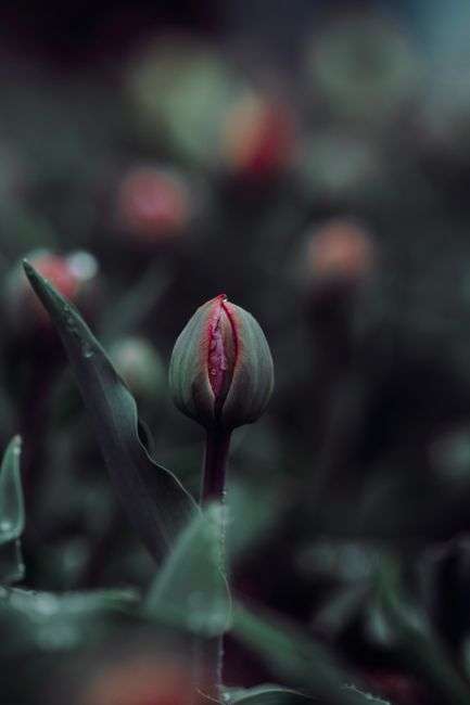 A close-up image of a tulip bud in the early stages of blooming, with its petals tightly closed and showing hints of pinkish-red color through the green outer layer. The tulip is set amidst broad, elongated green leaves that have smooth textures and some gentle curves. The background is softly blurred, revealing other similar plants and foliage, creating a natural garden scene with subdued lighting that highlights the fresh, vibrant colors of the emerging flower. This setting suggests a cultivated garden area undergoing maintenance or landscaping work, typical of garden clearance activities near Waterloo, as performed by Gardeners Waterloo, incorporating plant care and garden enhancement practices.
