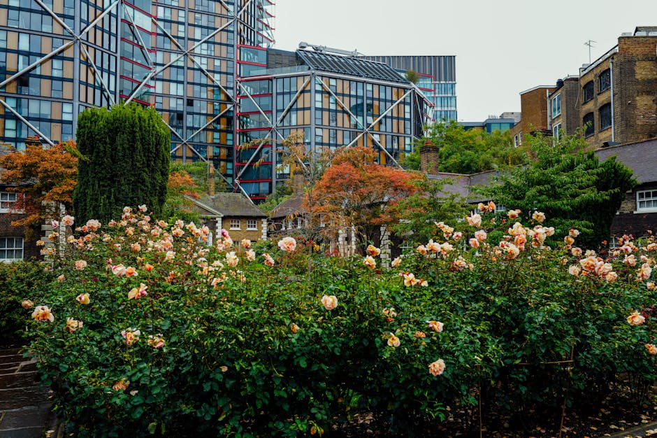 A lush garden scene featuring a dense border of blooming pink and cream roses with glossy green leaves, set against a backdrop of mature trees with orange and green foliage. The garden includes a lawn with neatly trimmed grass, bordered by a pathway, and is surrounded by a mix of small traditional cottages with tiled roofs and larger modern high-rise buildings with glass and steel facades. The scene captures an overcast sky with soft, diffused lighting, highlighting the textures of the wet soil and the vibrant colors of the plants. A gardener's tools such as a rake and pruning shears may be visible nearby, indicating ongoing maintenance or recent trimming work. The overall layout emphasizes the contrast between the natural gardening elements and the urban environment, illustrating effective garden maintenance and landscaping work undertaken by Gardeners Waterloo to combine outdoor care amidst city surroundings.
