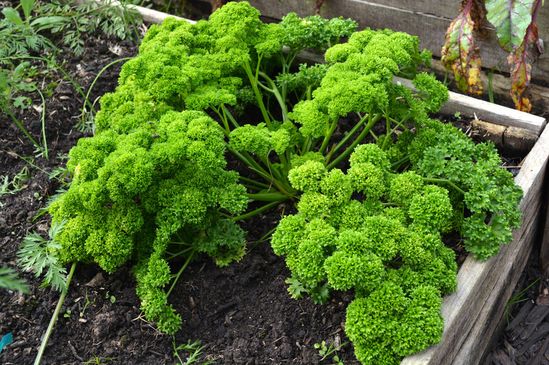 flower borders Garden
